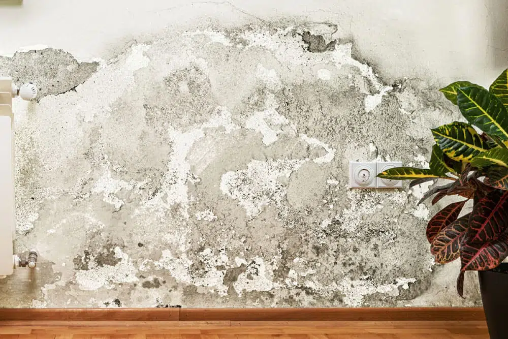 quitar humedad de la pared